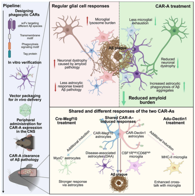 Scientists Equip Brain Cells To Attack Alzheimer's-Related Proteins