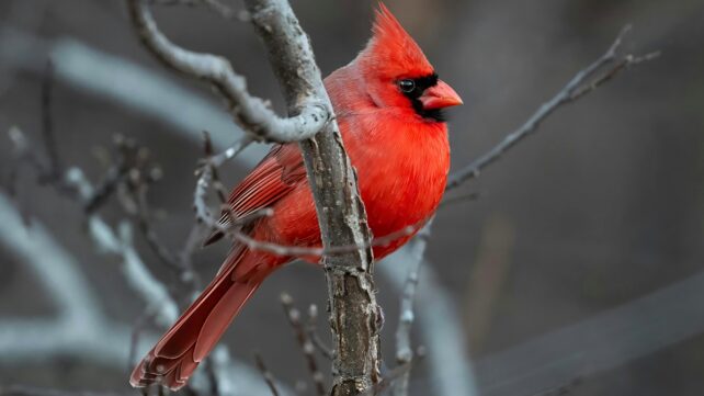 A vibrant red bird called a Northern Cardinal, sitting on a branch