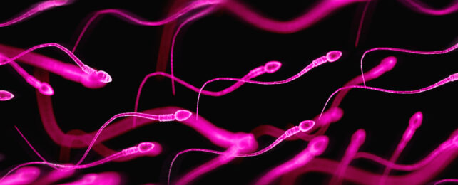 pink coloured sperm on black background