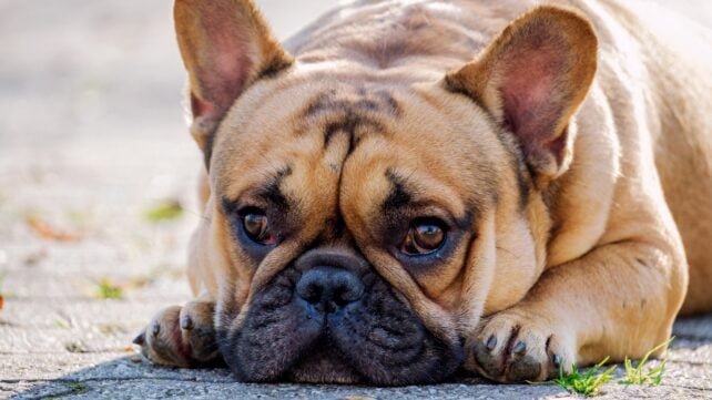 A sad-looking French Bulldog outdoors, with its face and paws resting on the ground