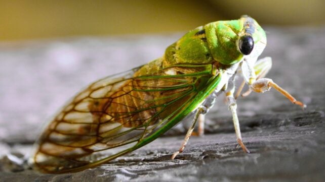 Close-up view of the side profile of a green cicada 