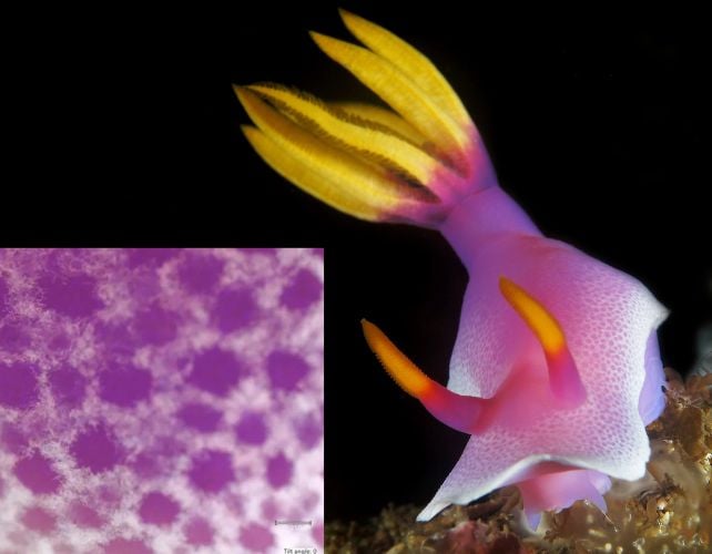 The Prettiest Sea Slugs Use Crystals in Their Skin as Pixels of Color