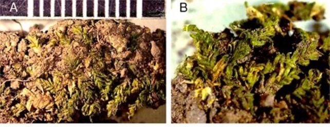 A Piece of Moss Helped Investigators Prosecute a Grave-Robbing Ring