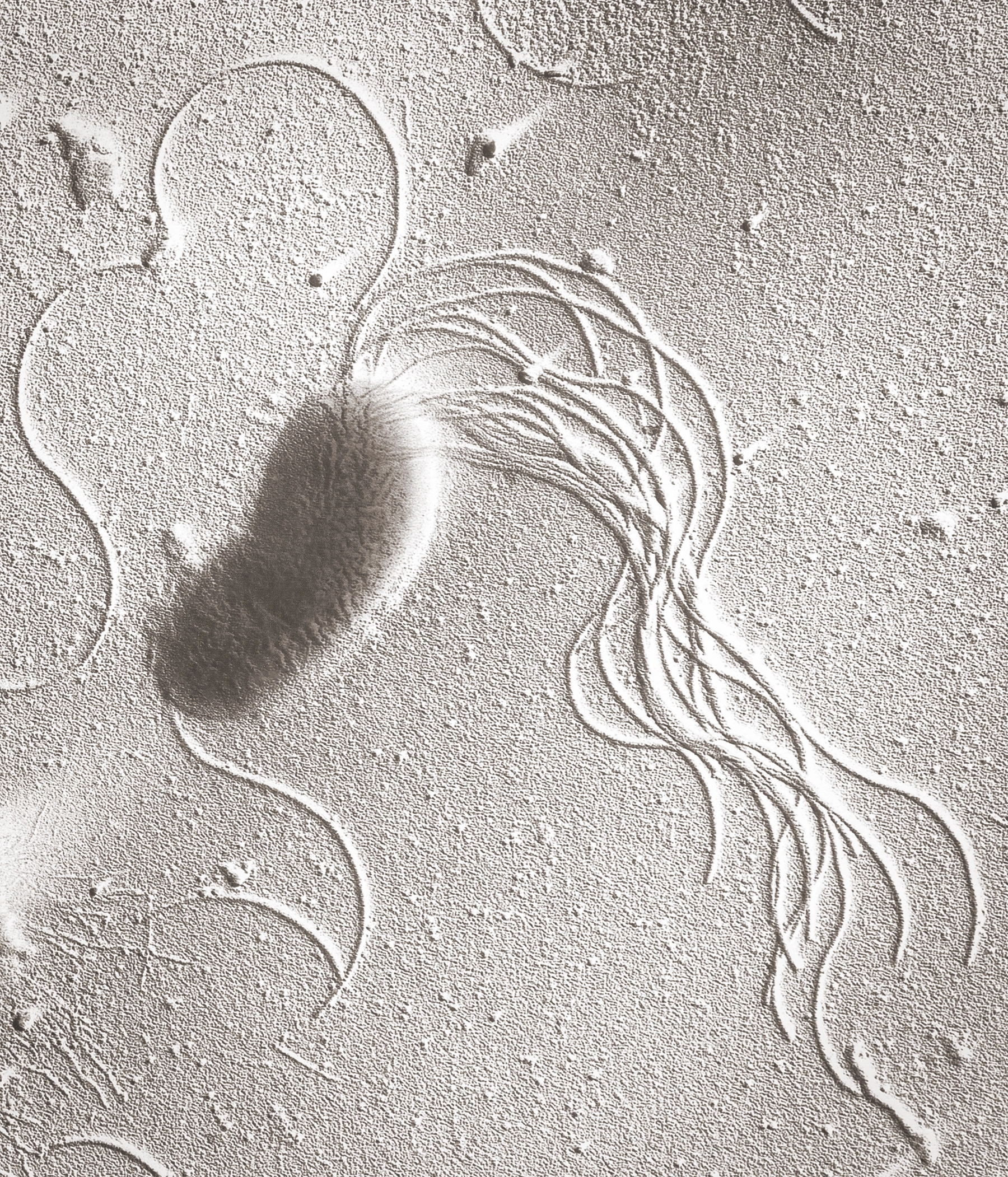 A black-and-white microscope image of a rod-shaped bacteria with multiple thin strands emerging from one end.