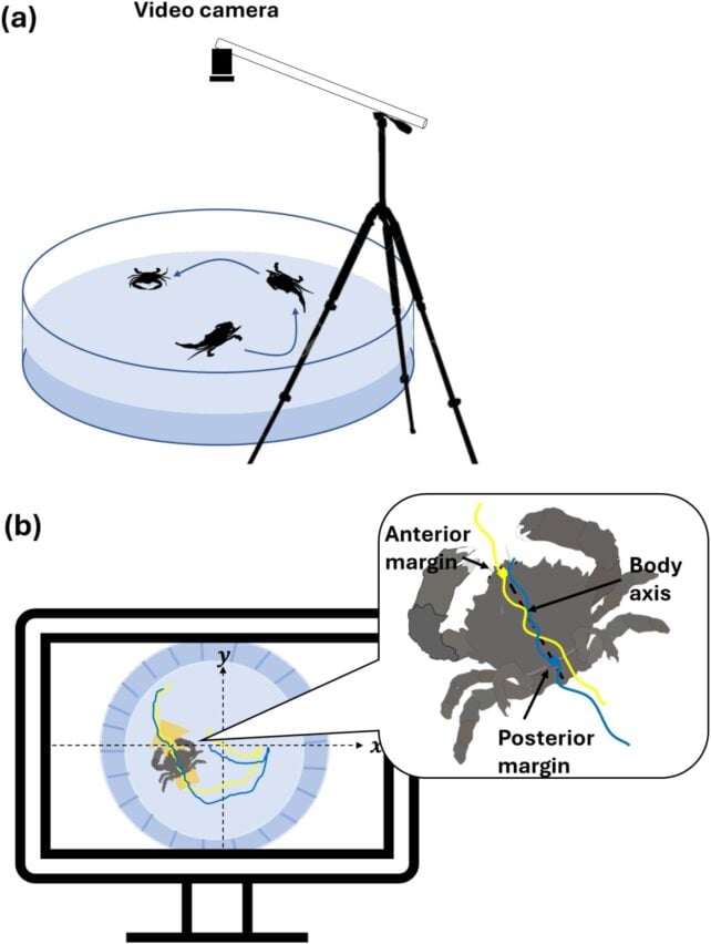 The True Crab Sideways Walk Has a Singular Origin, Study Suggests