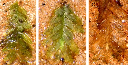 A Piece of Moss Helped Investigators Prosecute a Grave-Robbing Ring
