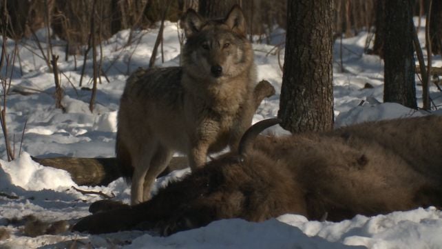 40 Years After Chernobyl, Wolves May Be Adapting to Live With Radiation