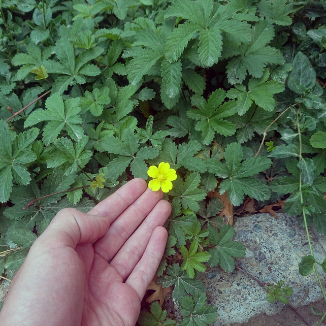 yellow flower with hand