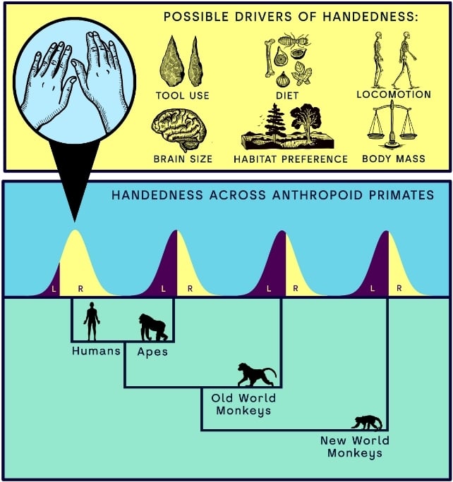 Diagram showing possible evolutionary drivers of handedness, including tool use, diet, locomotion, brain size, habitat preference, and body mass, with a comparison of left- and right-handedness across humans, apes, Old World monkeys, and New World monkeys.
