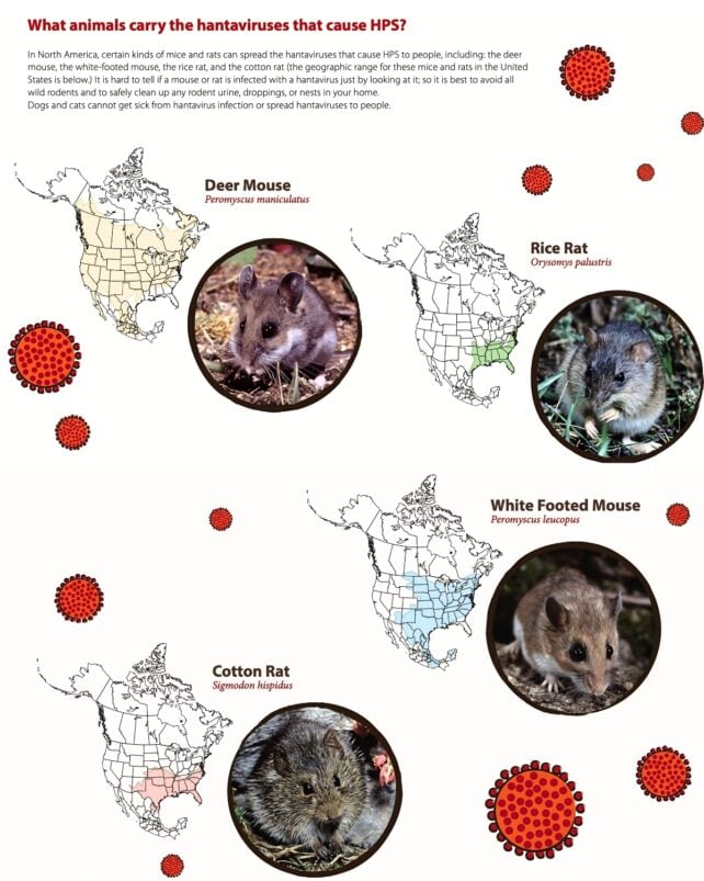 CDC infographic showing North American rodents that can carry hantaviruses, including deer mice, rice rats, white-footed mice, and cotton rats