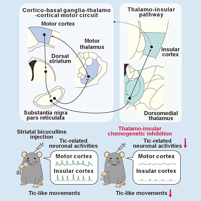 Mouse study diagram
