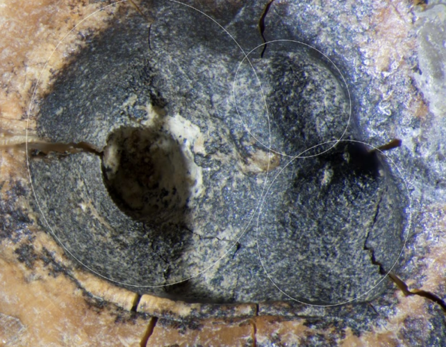 Neanderthals Were Already Drilling Tooth Cavities 60,000 Years Ago