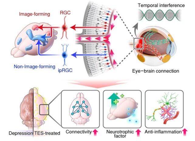Scientists Fitted Mice With Contact Lenses to Ease Their Depression – And It Worked