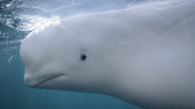 A New York Beluga Whale Passed The Mirror Test