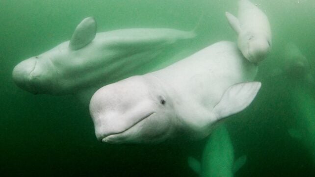 A New York Beluga Whale Passed The Mirror Test