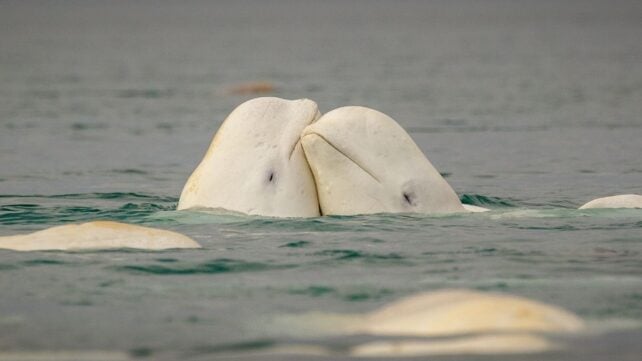 A New York Beluga Whale Passed The Mirror Test