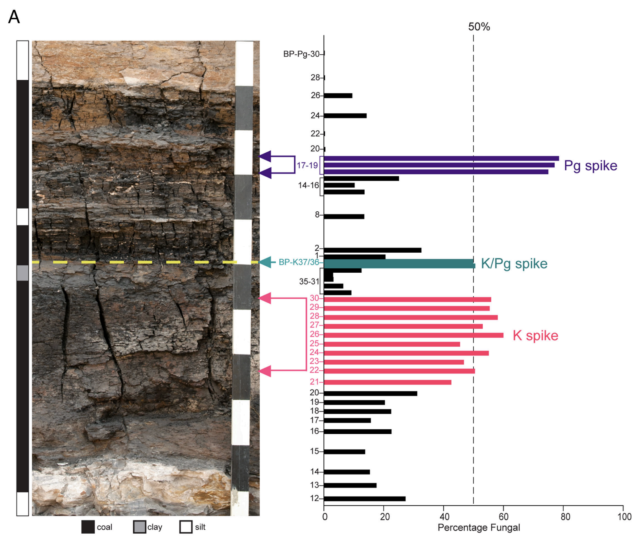 After Chicxulub Smothered Earth, A Fungal Bloom Erupted
