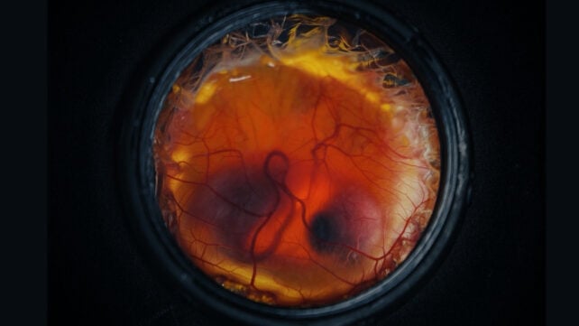 A developing chick embryo is visible inside an artificial eggshell vessel, with blood vessels spread across the surface.