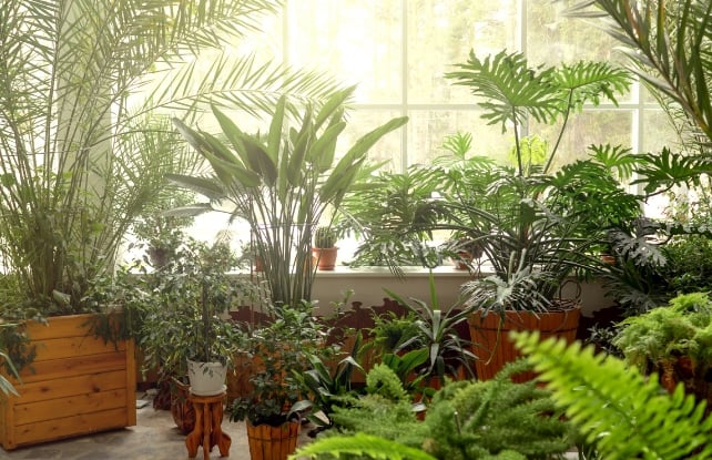 large number of plants inside a house