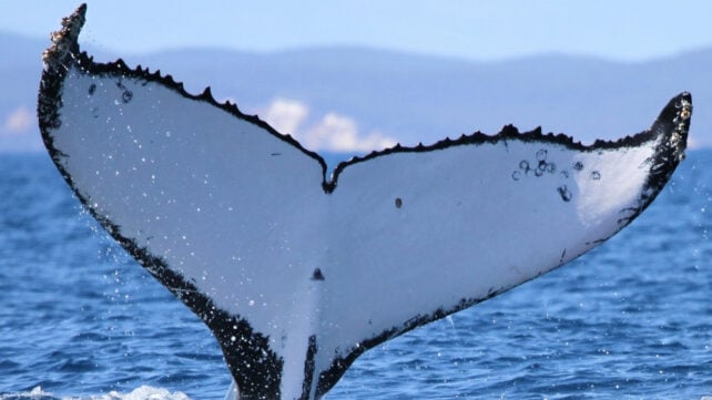 Tail markings of a humpback whale, seen close up as the tail pokes above the water surface