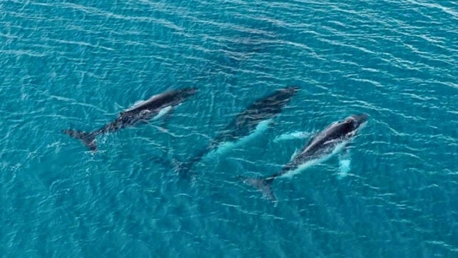 Three humpback whales migrating underwater