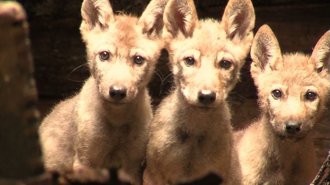 40 Years After Chernobyl, Wolves May Be Adapting to Live With Radiation