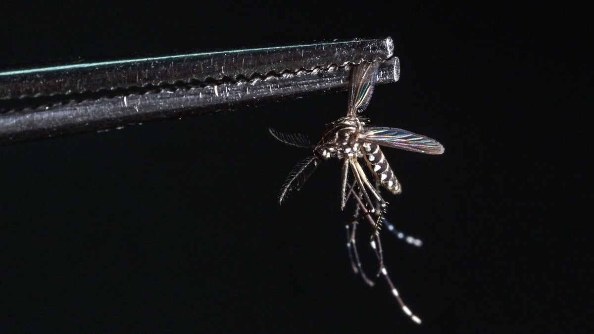 Scientists Reveal Why Mosquitoes Choose to Bite You More Than Others
