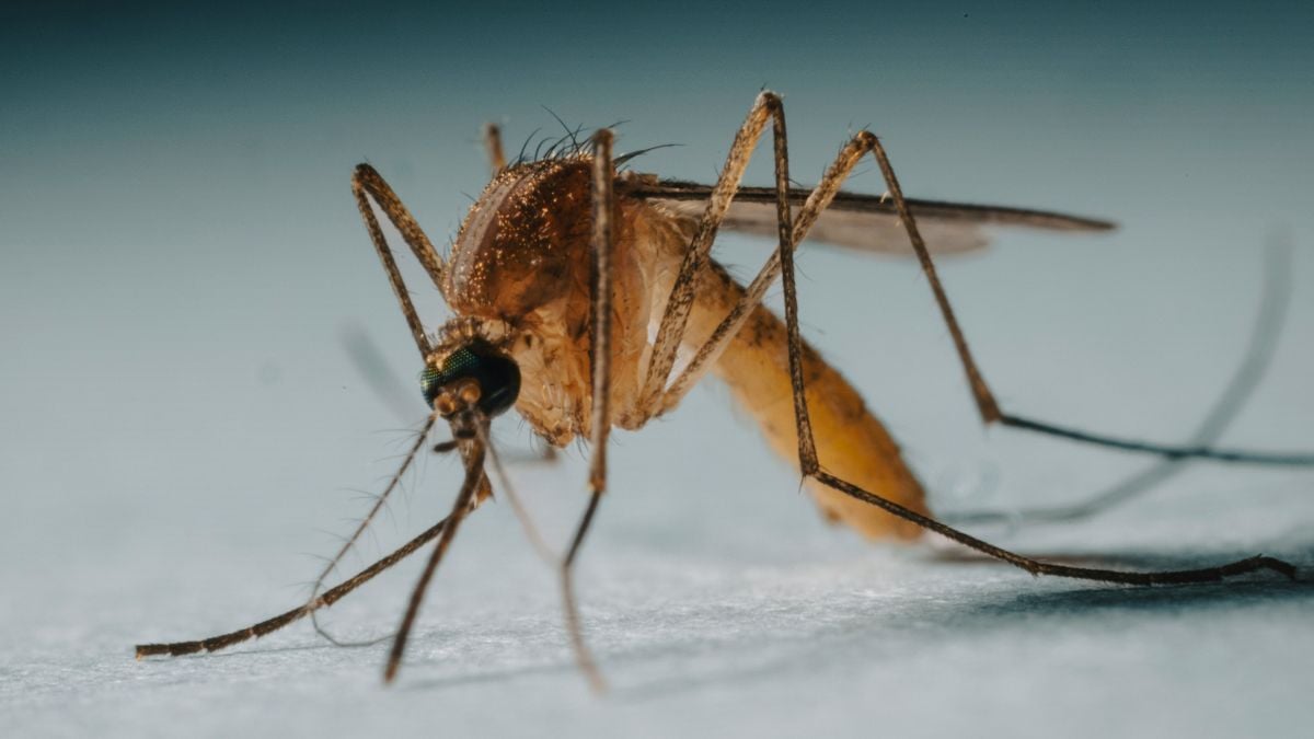 mosquito up close on skin