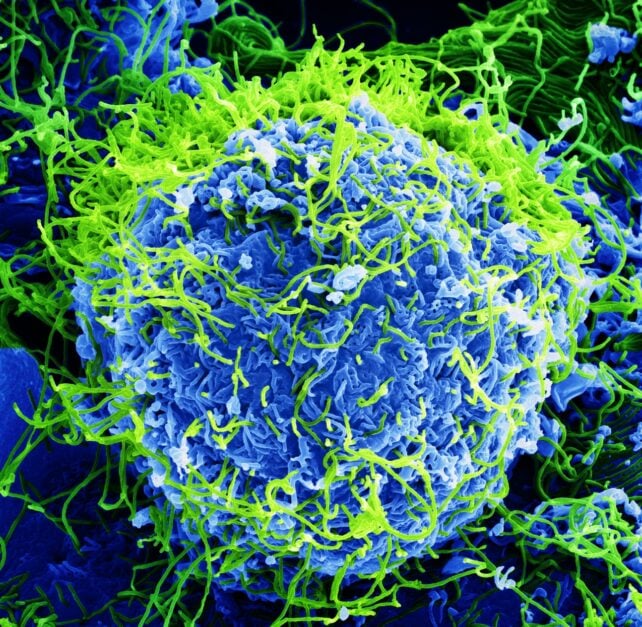 Deadly Ebola Outbreak Declared Global Emergency as Cases Spread in Africa