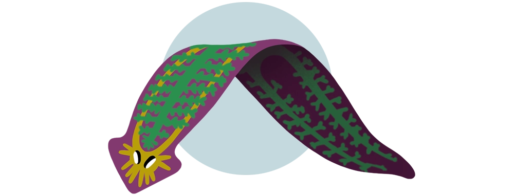 An illustration of a planarian