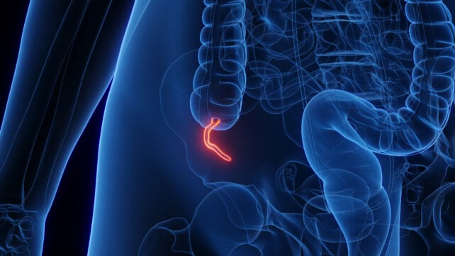 Female Appendix