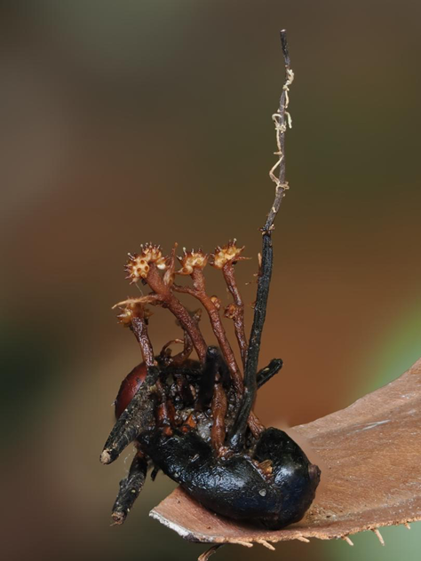 Scientists Discover a Strange 'Hyperparasite' That Preys on 'Zombie Fungus'