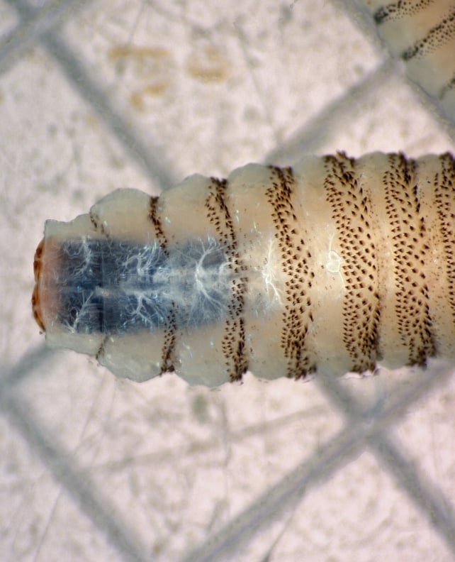 Flesh-Eating Parasite Returns to Texas For The First Time in Decades