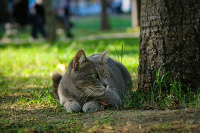 Your Cat Can Bring Home More Disease Than You Think. Here's What to Do.