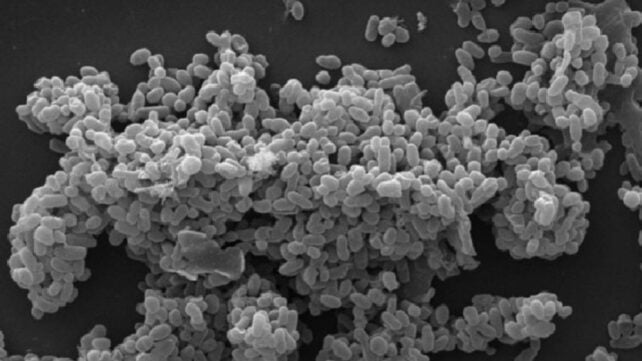 Scanning electron micrograph of Akkermansia muciniphila bacteria, showing dense clusters of tiny rod-shaped microbes in grayscale.