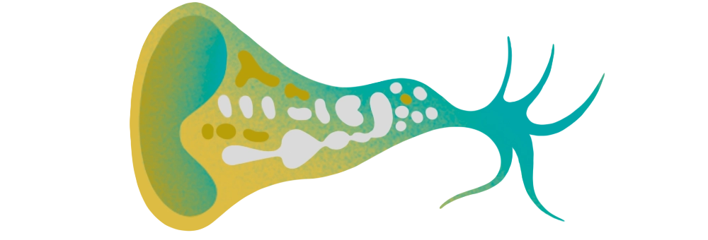 An illustration of a Stentor