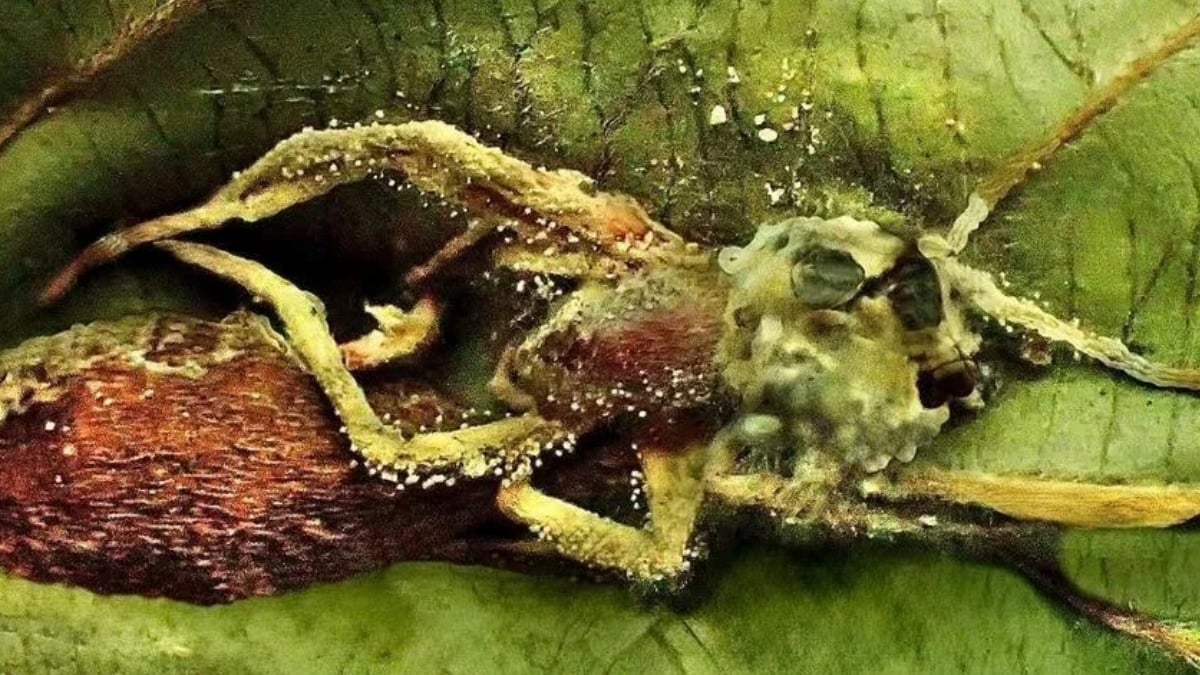 Scientists Discover a Strange 'Hyperparasite' That Preys on 'Zombie Fungus'