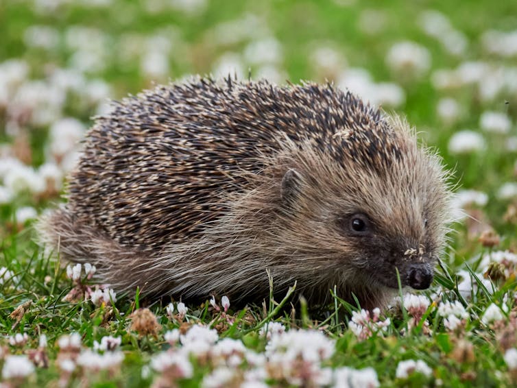 Hedgehog on lawn