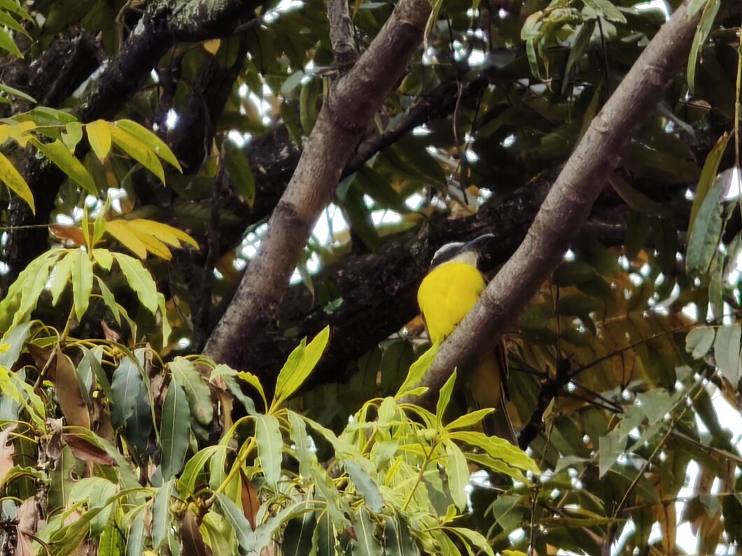 Foto de um passarinho em um galho com a teleobjetiva 5x do Xiaomi 17T