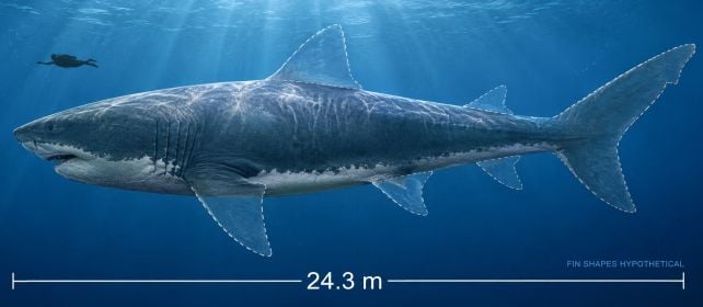 The Largest Known Megalodon Vertebra Was Found in The 1970s. Then It Went Missing.