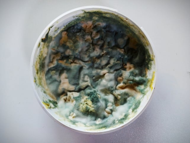 moldy bowl