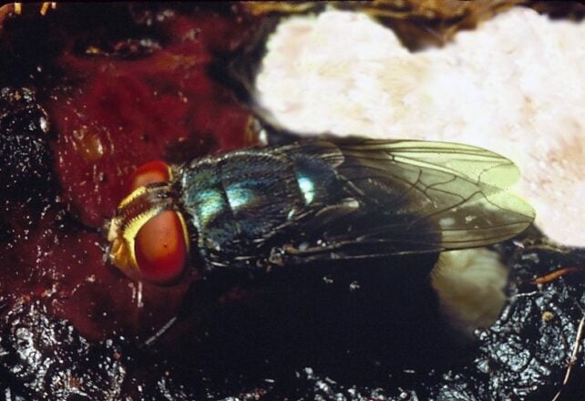 Flesh-Eating Parasite Returns to Texas For The First Time in Decades