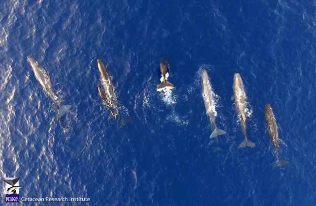 Sperm Whales in The Mediterranean Appear to Be Evolving a New Dialect