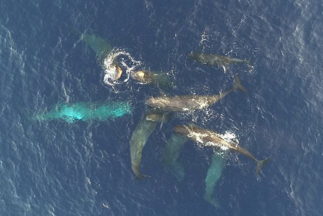 Sperm Whales in The Mediterranean Appear to Be Evolving a New Dialect