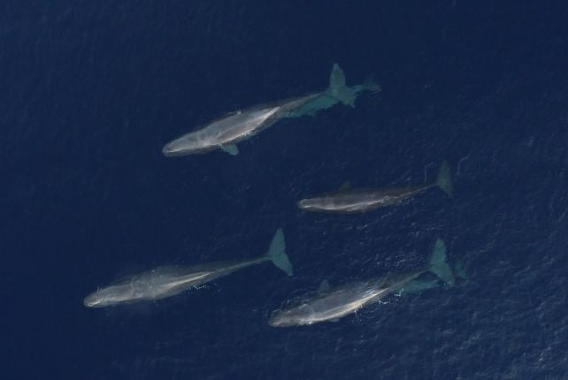 Sperm Whales in The Mediterranean Appear to Be Evolving a New Dialect