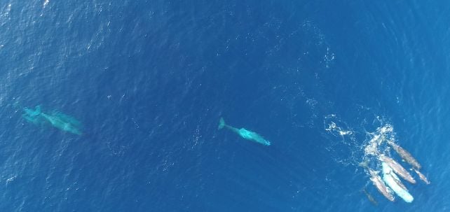 Sperm Whales in The Mediterranean Appear to Be Evolving a New Dialect