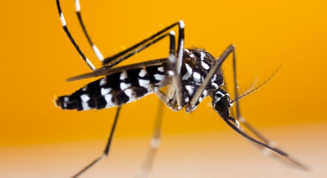 A tiger mosquito on a yellow background