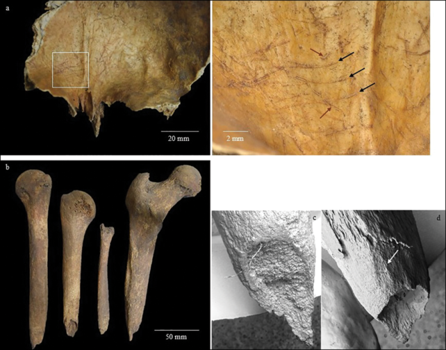 Someone Who Died 2,000 Years Ago Had Their Bones Whittled Into... Tools?
