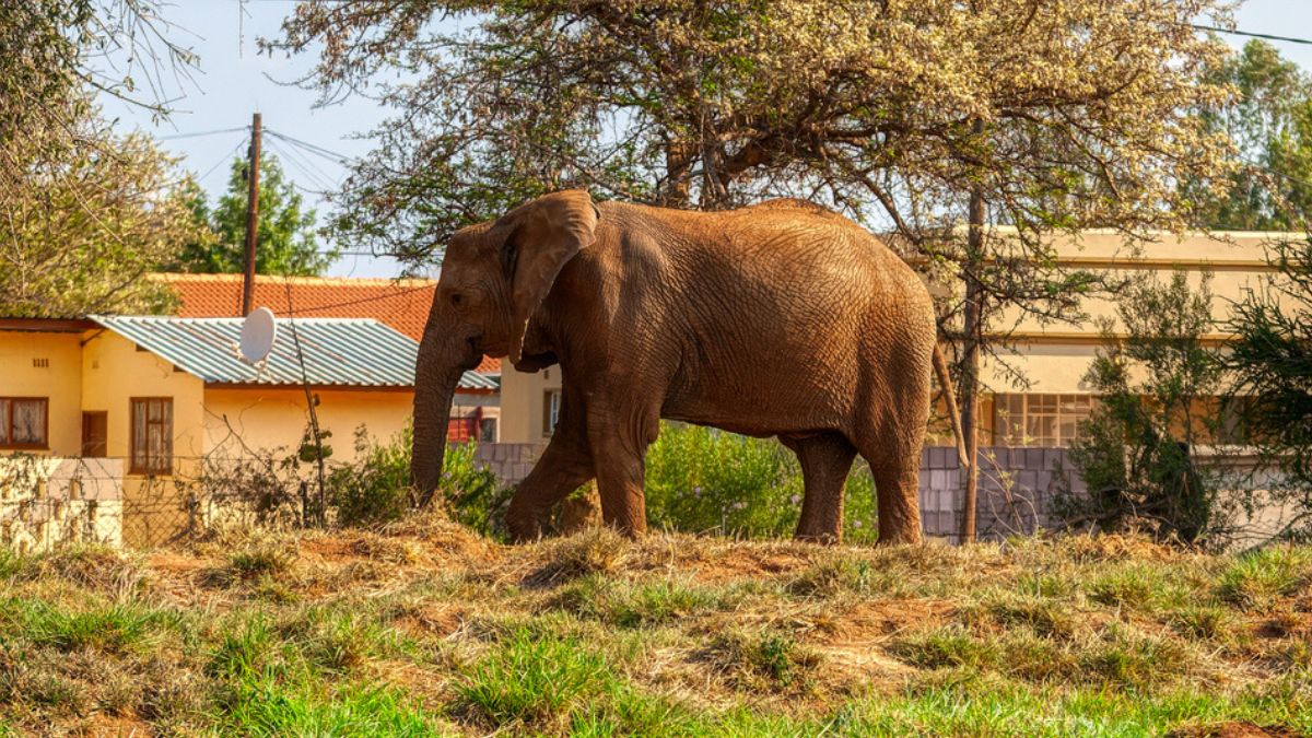 A 'War' Between Humans And Elephants Is Brewing in Southern Africa