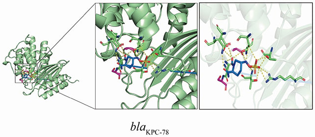Enzyme binding